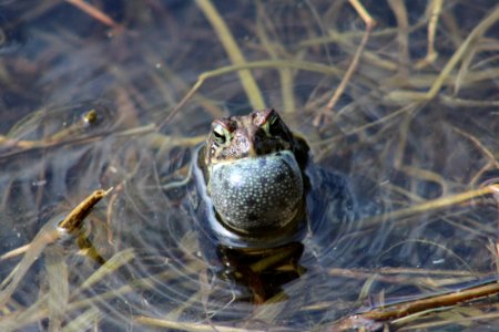 American Toad Calling