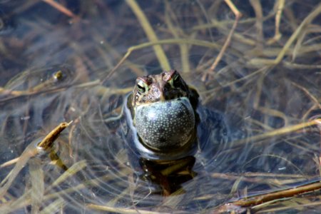 American Toad Calling photo