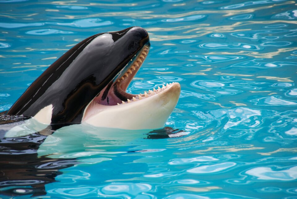 Loro park orca fish