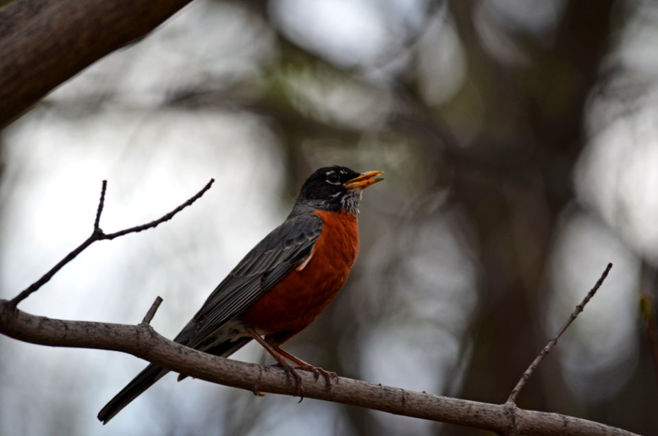 American robin perched on a branch