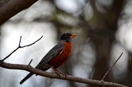 American robin perched on a branch photo