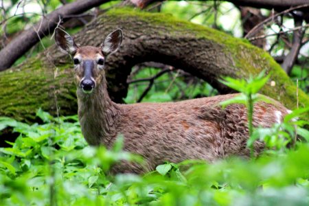 White-tailed Deer photo