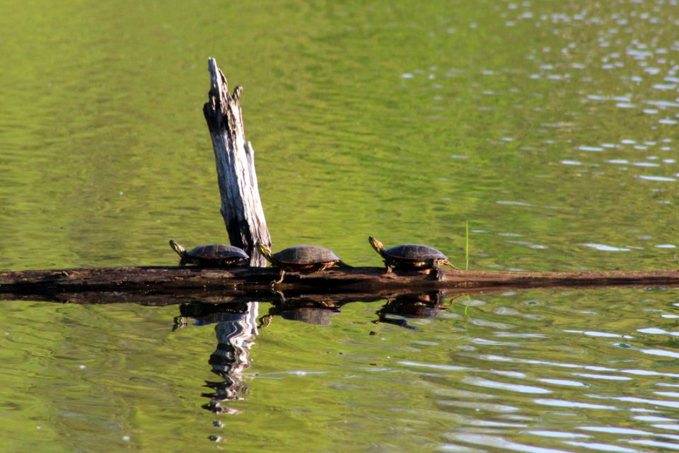 Western Painted Turtles