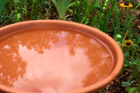 Bird Bath Time
