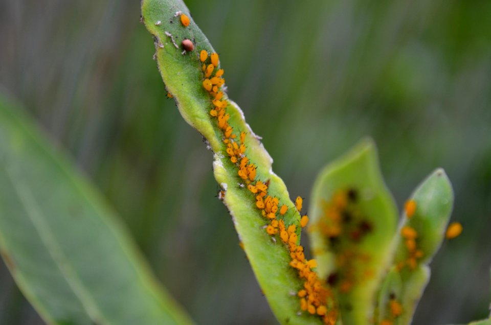 Oleander aphids
