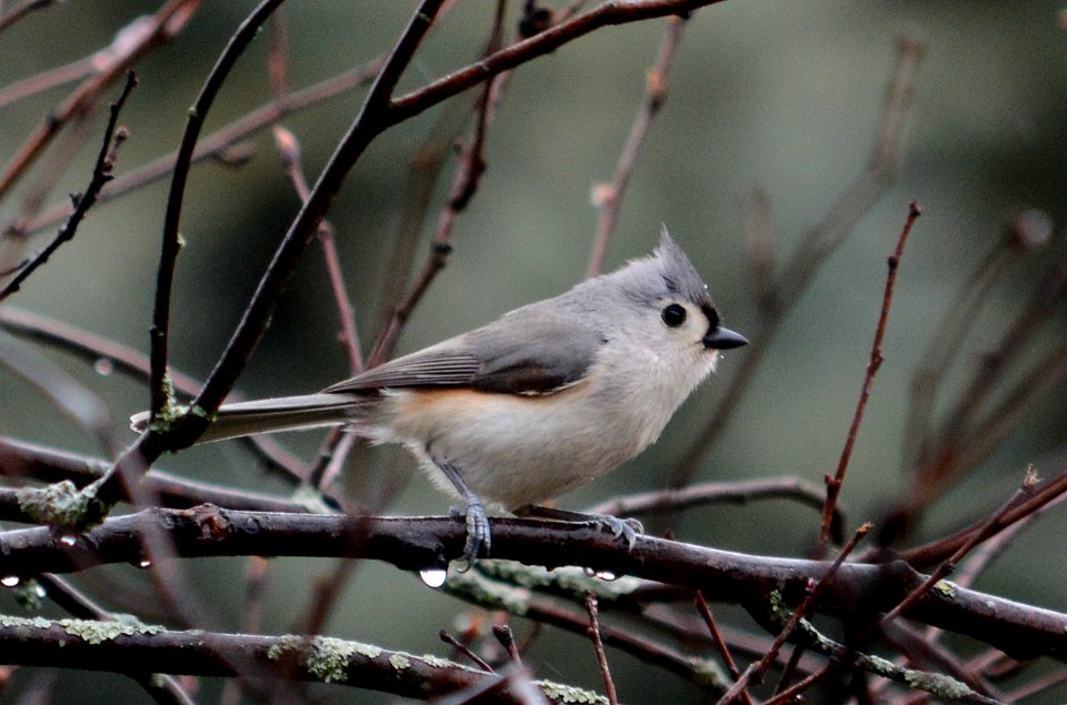 Tufted titmouse