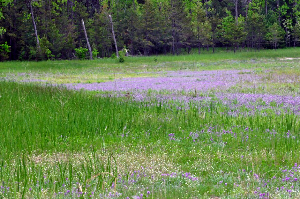 Fassett's locoweed on lake shoreline.