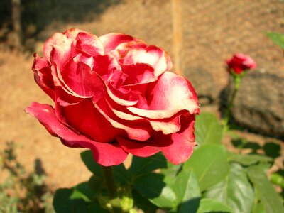 Garden flower romance