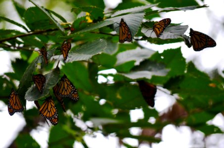 Monarchs roosting on an elm tree photo