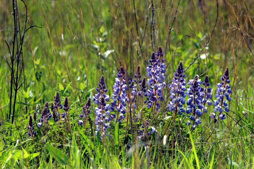 Wild Lupine