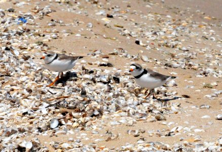 Piping Plovers photo