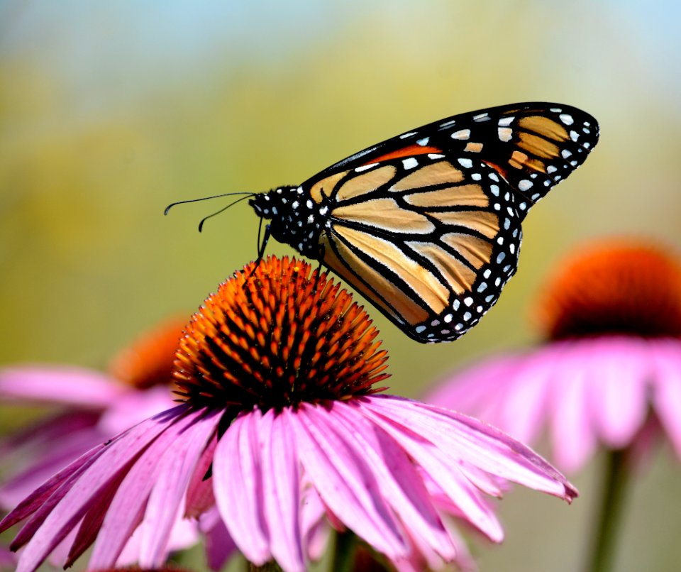 Monarch butterfly on purple coneflower
