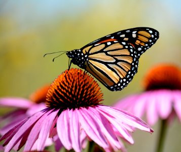 Monarch butterfly on purple coneflower