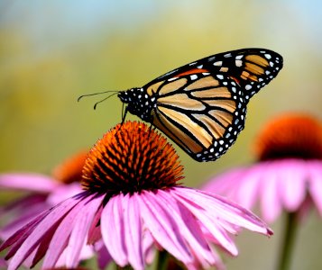 Monarch butterfly on purple coneflower photo