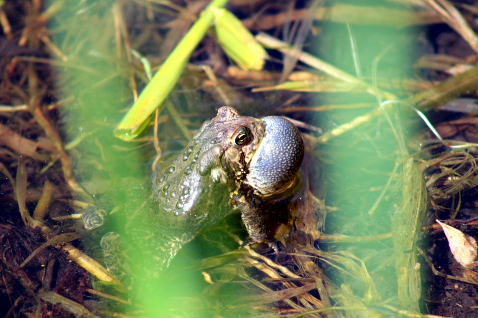 American Toad Calling