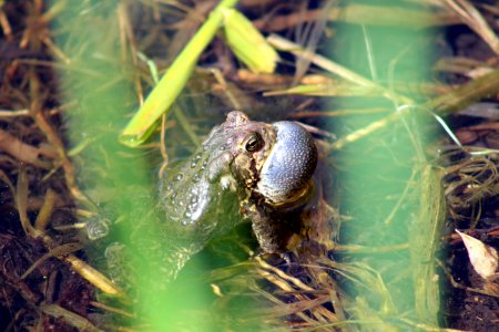 American Toad Calling photo