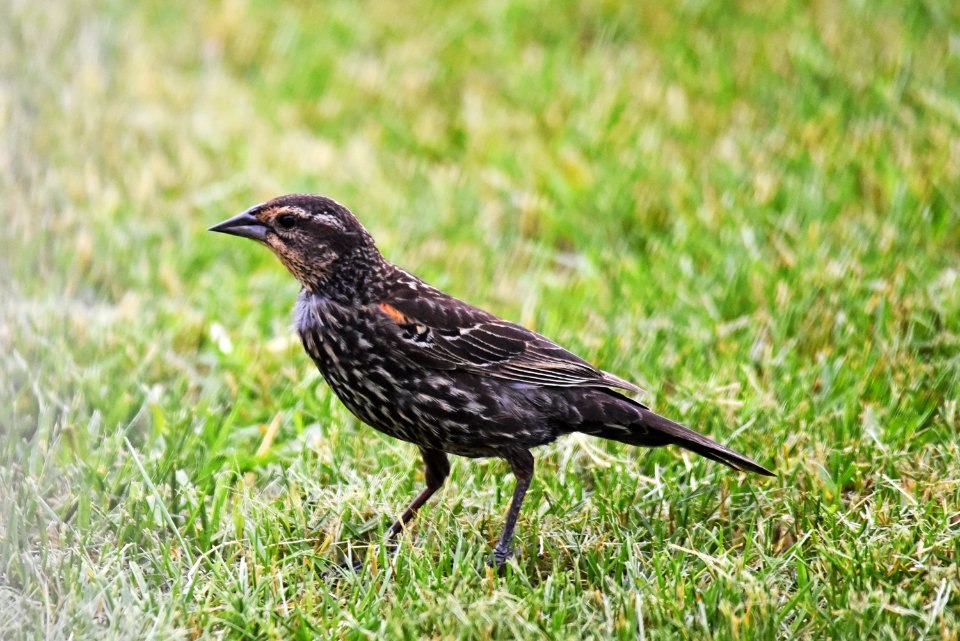 Juvenile red-winged blackbird