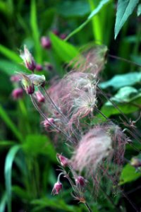 Prairie Smoke photo