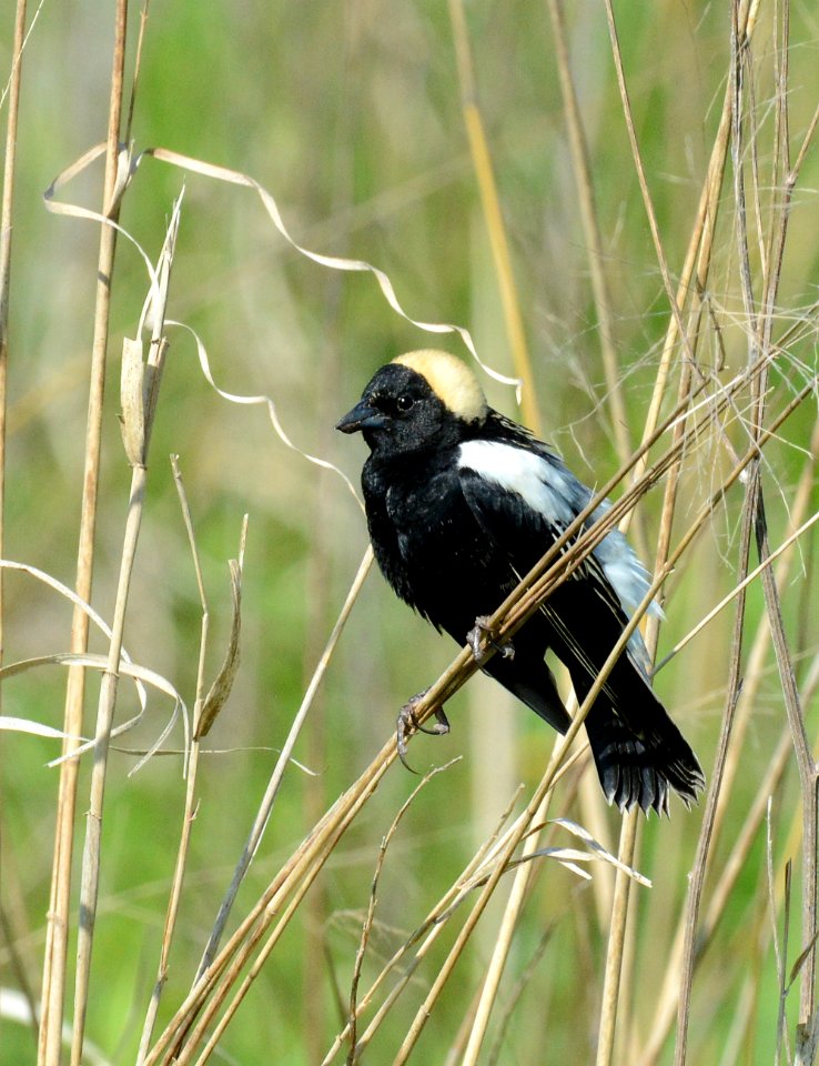 Bobolink