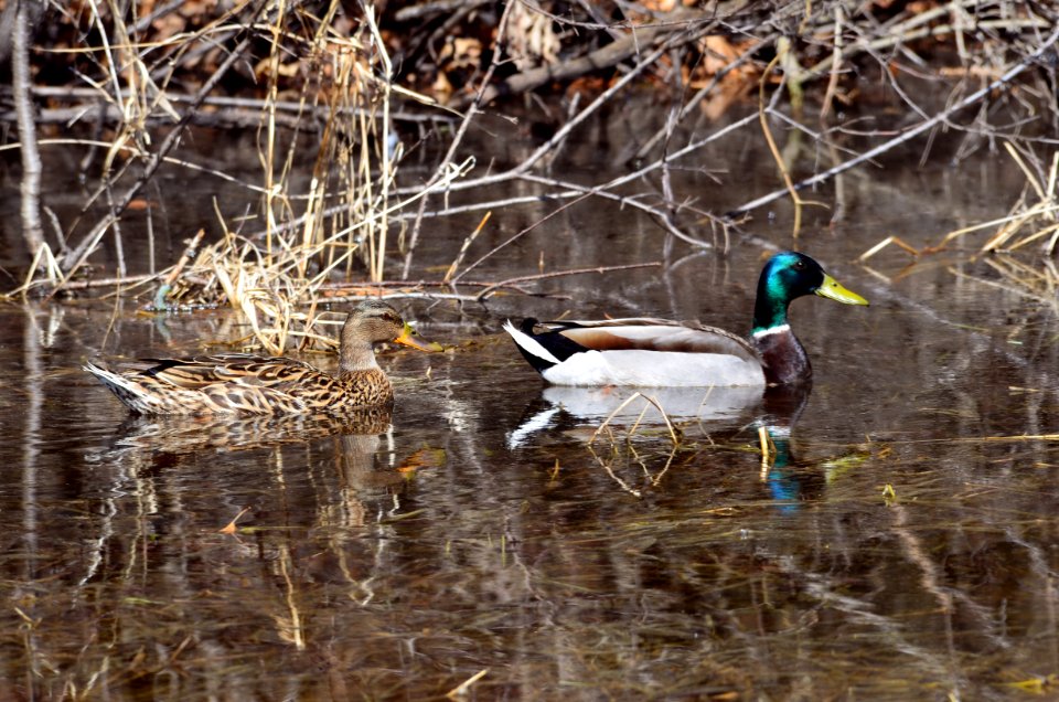 Pair of Mallards photo