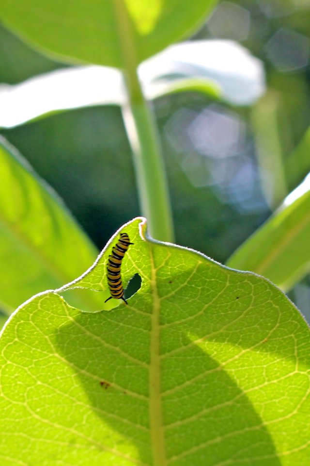 Monarch Caterpillar on Common Milkweed