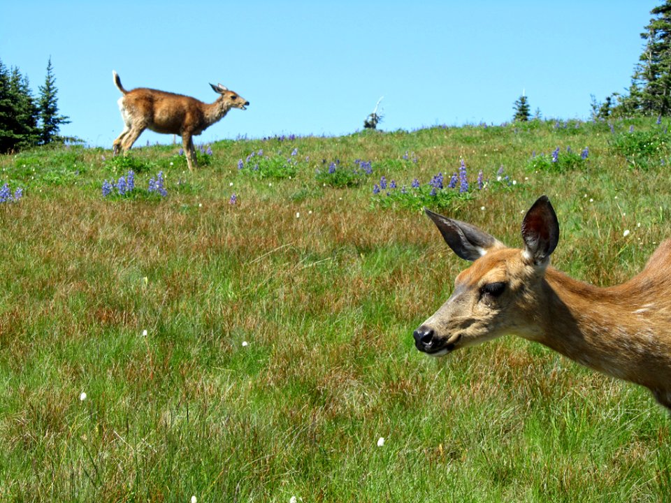Deer at Hurricane Ridge at Olympic NP in WA