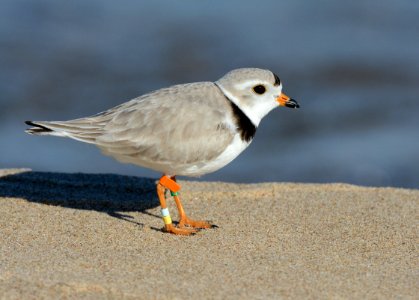 Piping Plover photo