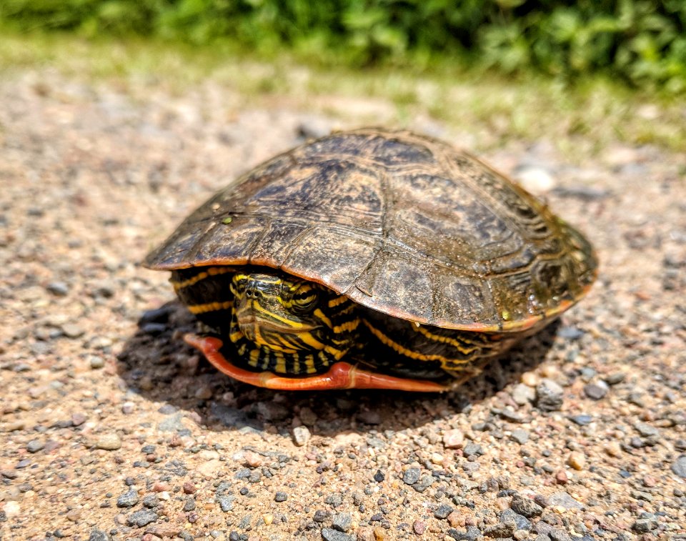 Western Painted Turtle