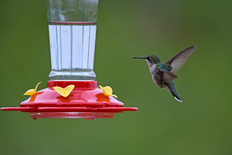 Ruby-throated hummingbird