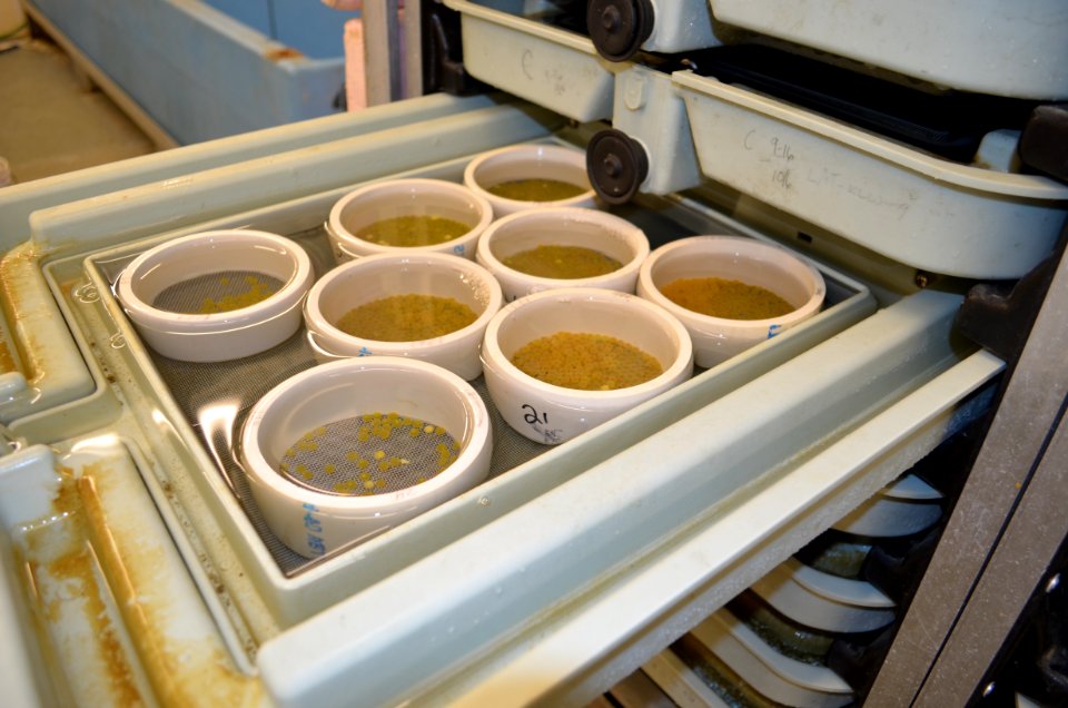 Genoa NFH Incubating Trout Eggs