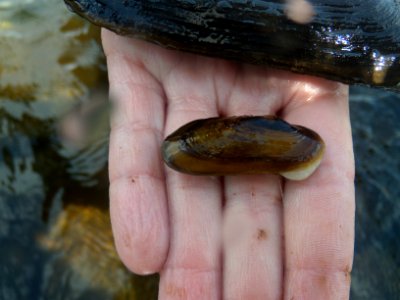 Spectaclecase mussel