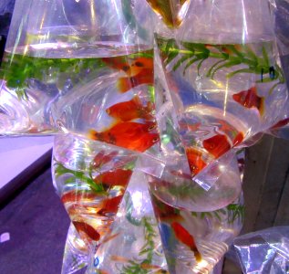 Goldfish sitting in bags Goldfish Market Mong Kok Hong Kong photo