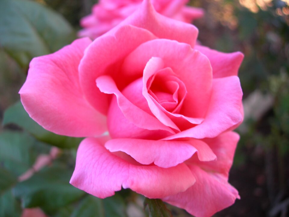 Beauty romance love
