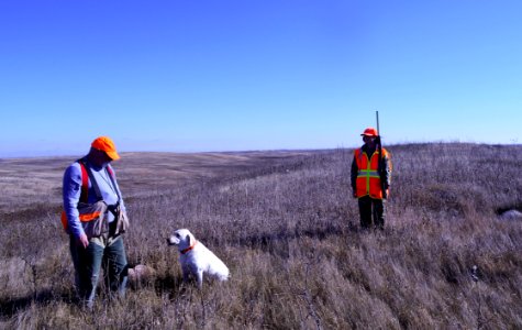 Grouse Hunting with Mischa the dog! photo