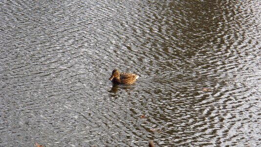 Duck pond the waves