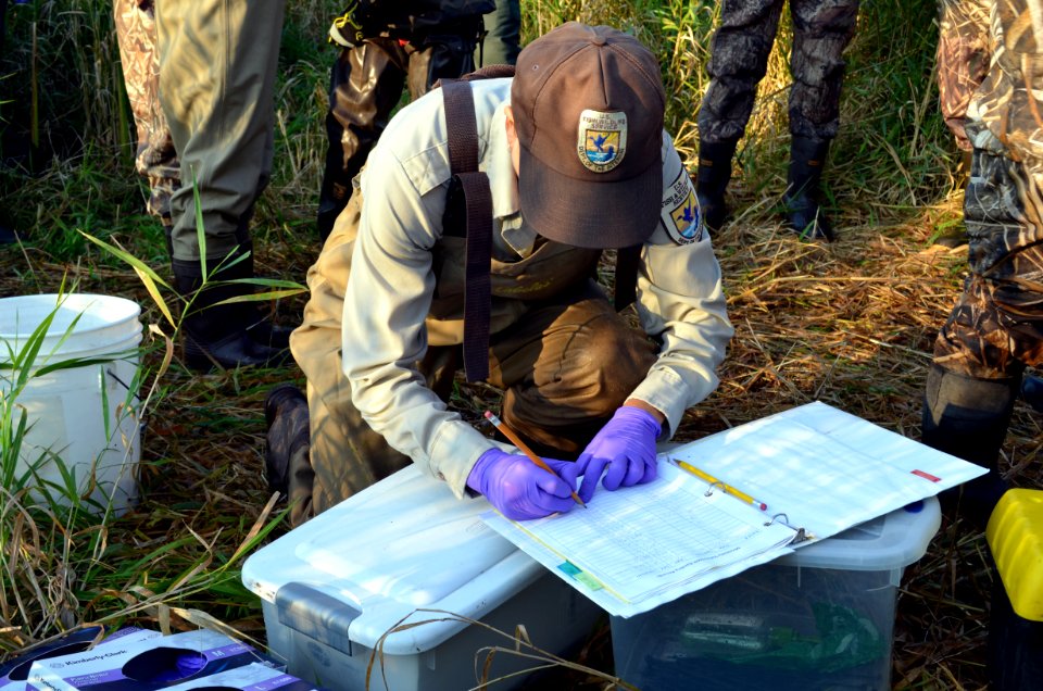 Duck Banding Statistics