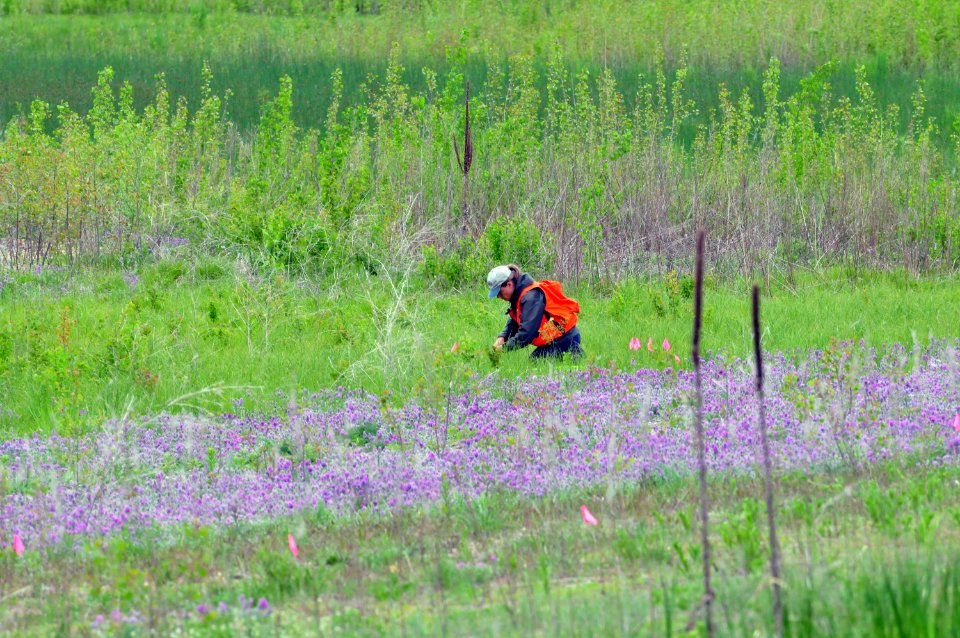 Fassett's Locoweed Survey photo