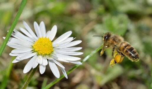 Apis mellifera flight