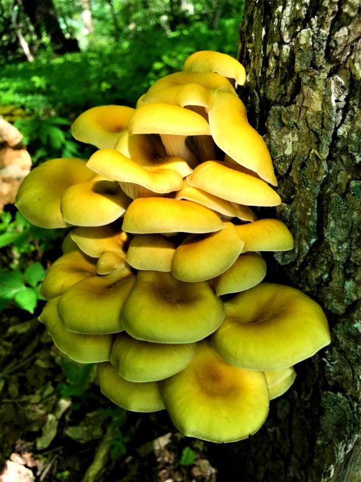 Yellow Oyster Mushrooms on Driftless Area National Wildlife Refuge