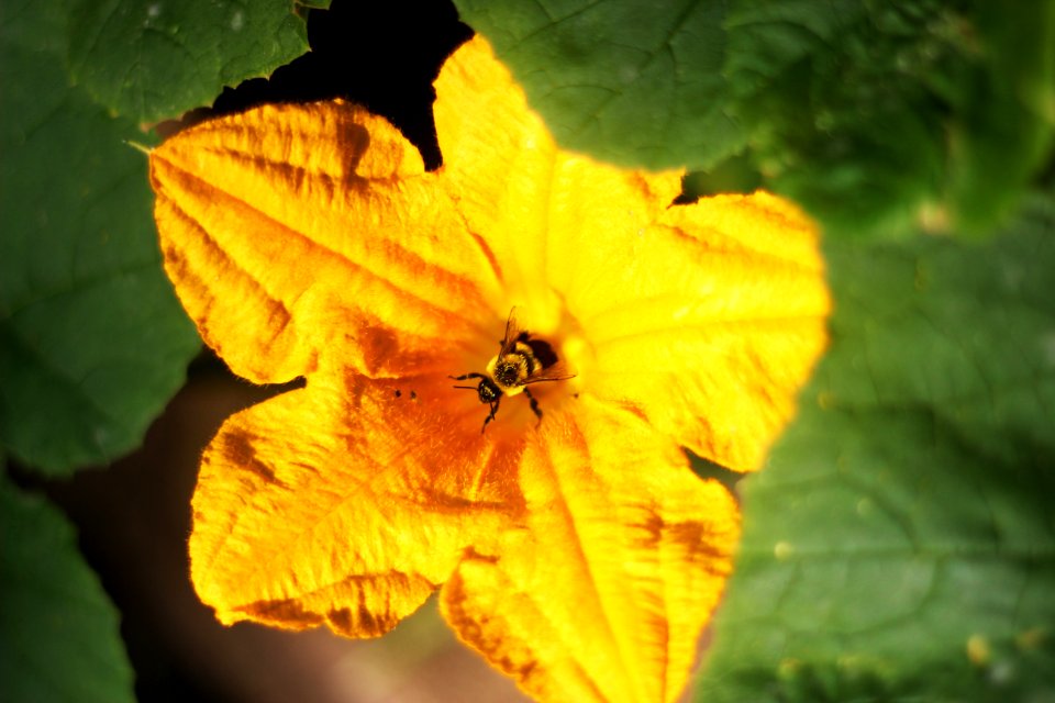 Bee Pollinating Squash