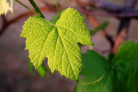 Green leaf vine photo