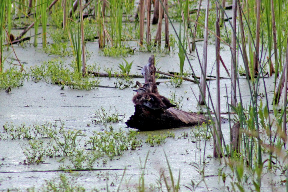 Young Wood Ducks