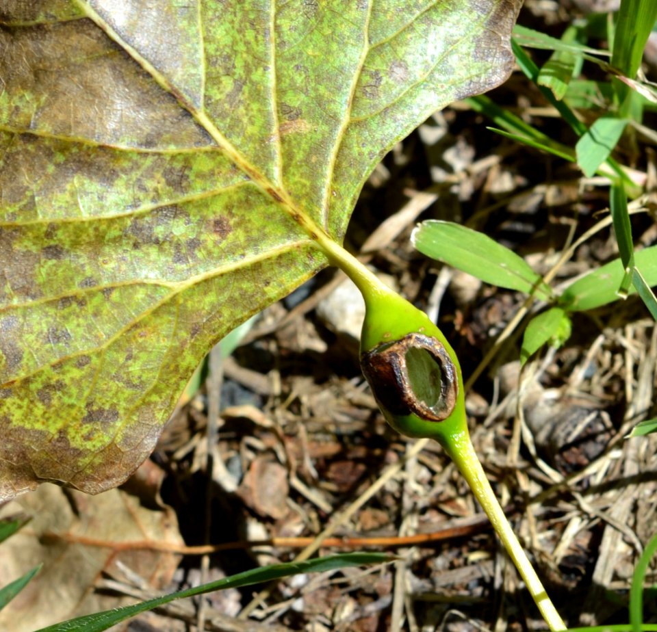 Eastern Cottonwood Gall