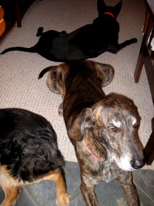 Dog Sprawl photo