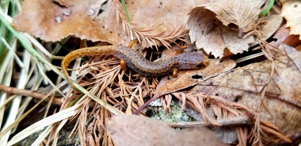 Four-toed salamander