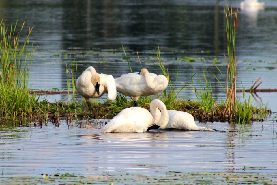 Trumpeter Swans Preening