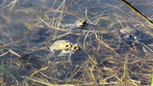 American Toads Mating photo