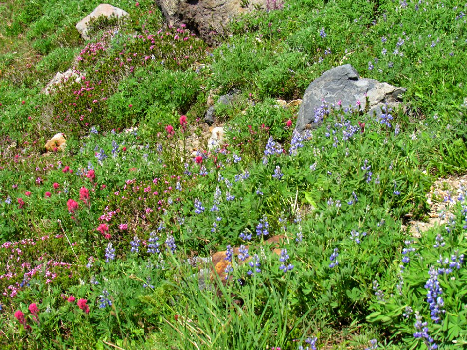 Wildflowers on Skyline Trail at Mt. Rainier NP in WA