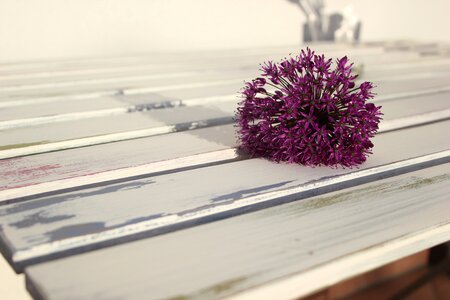 Bloom flower purple
