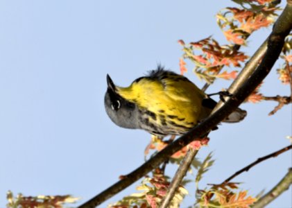 Kirtland's Warbler in Michigan
